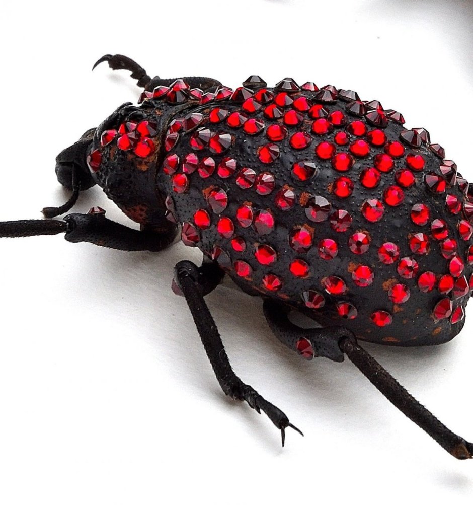 Жуки и пауки