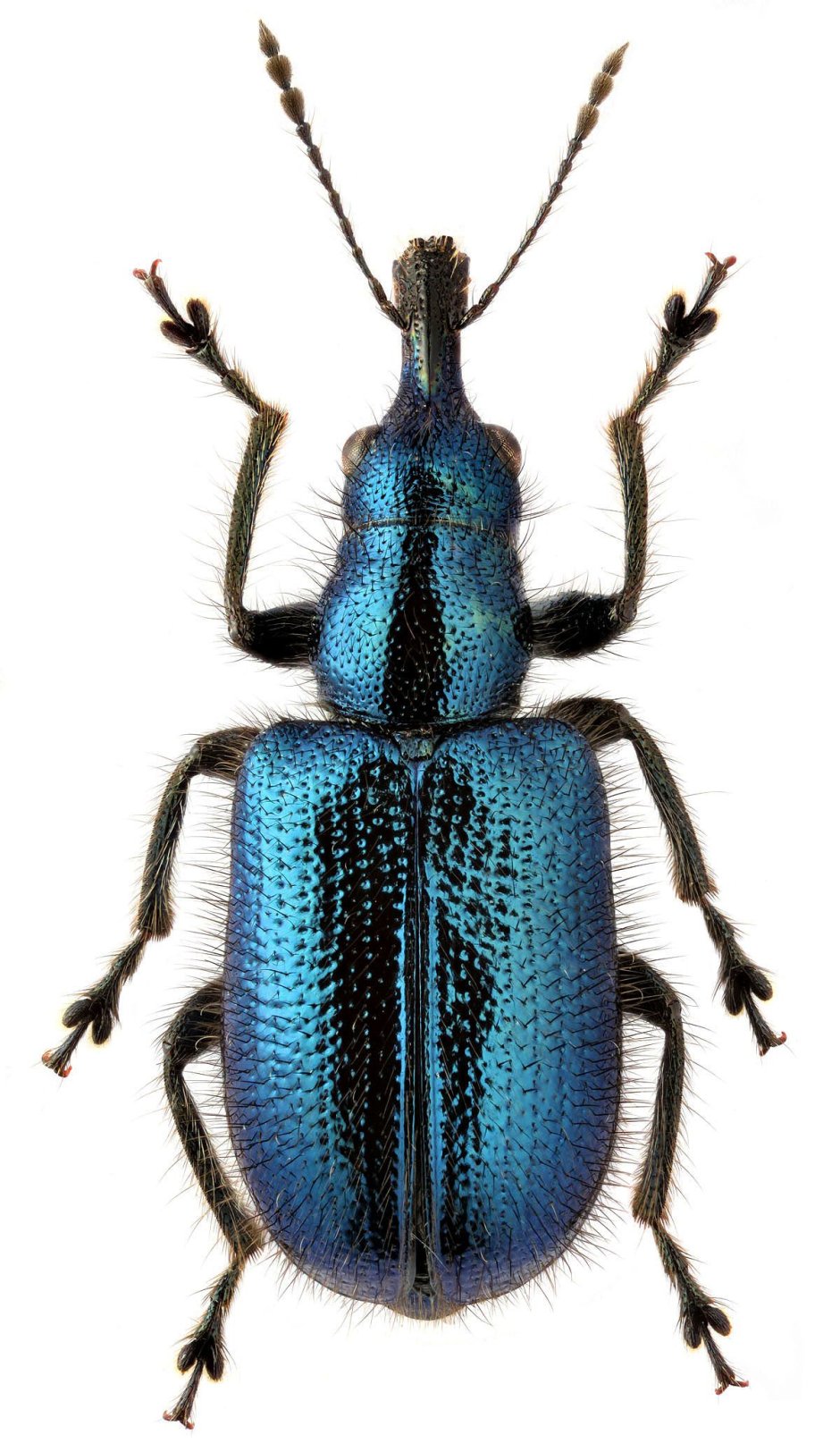 Жуки животные