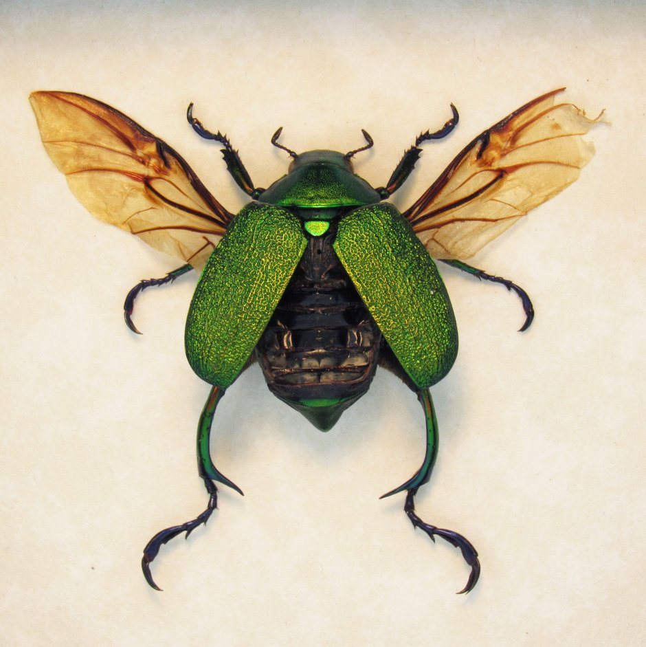 Бабочка Sosxetra grata