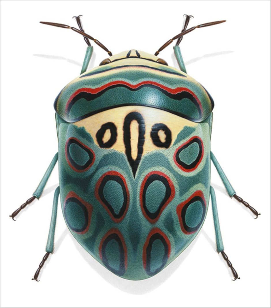 Щитник-черепашка, или Жук Пикассо (Sphaerocoris annulus)