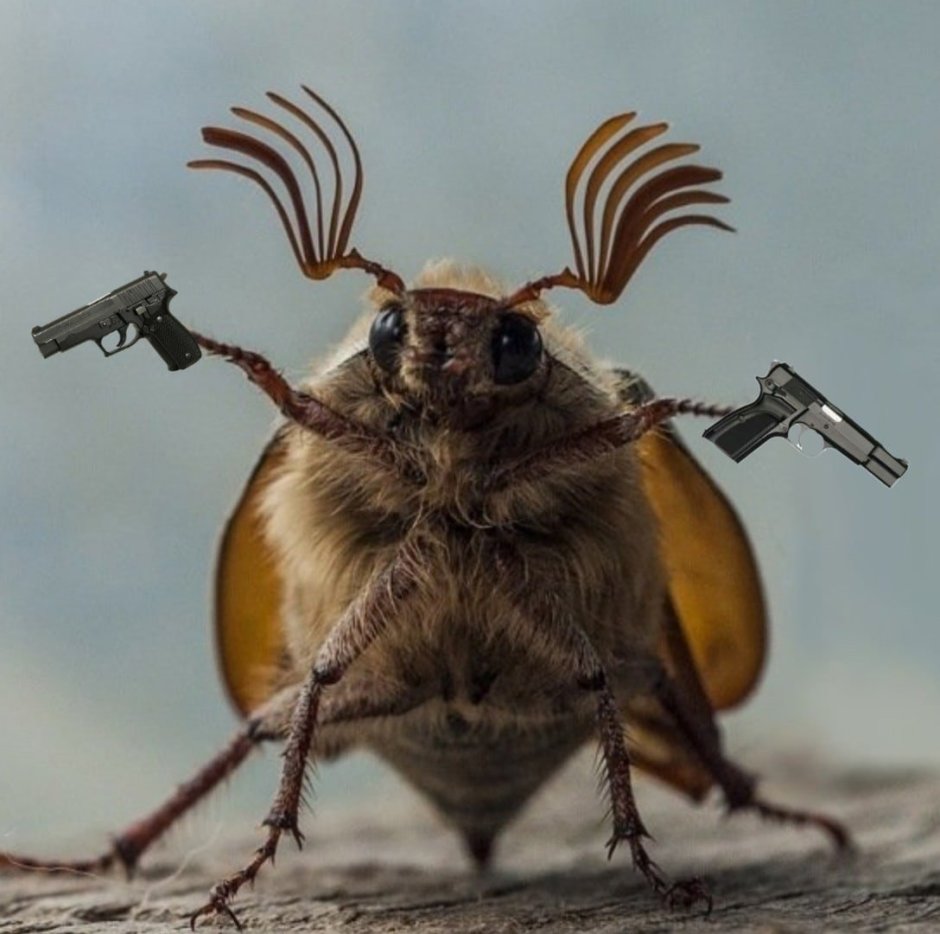 Необычные жуки