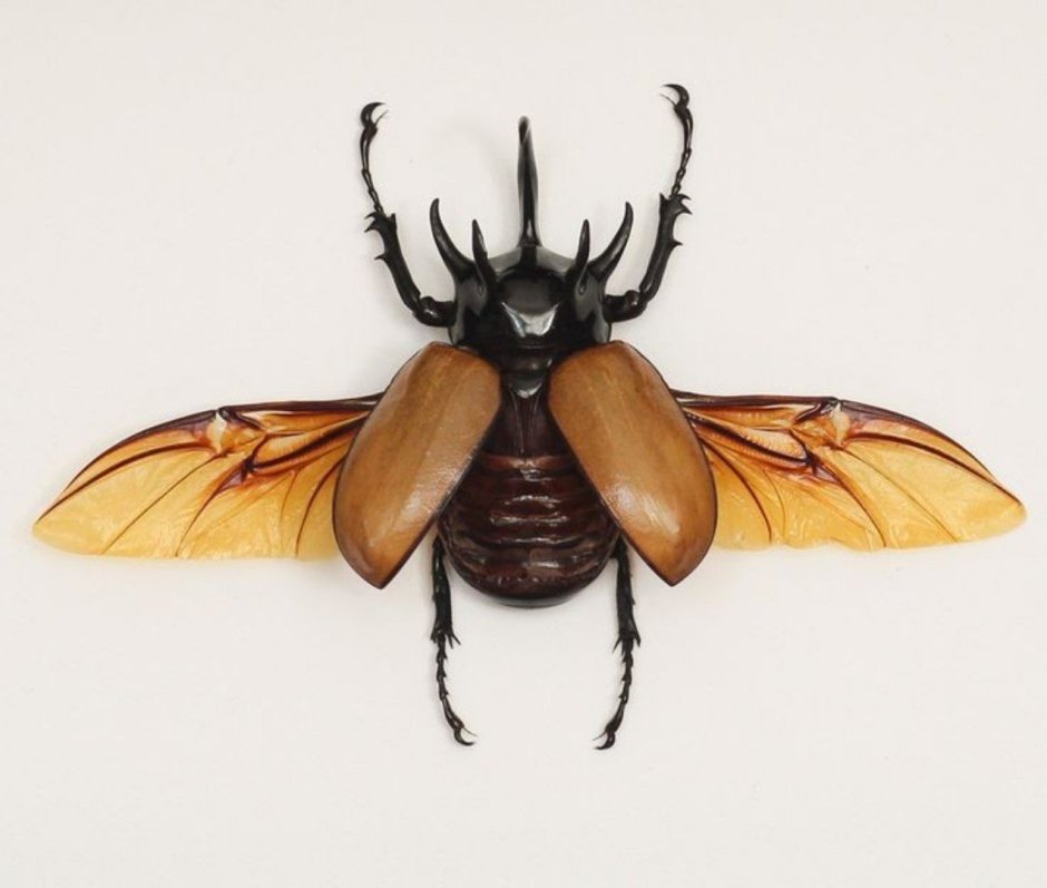 Жук носорог Крылья