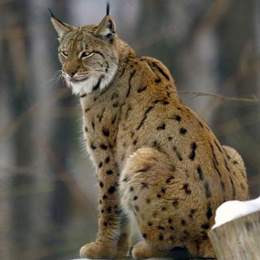 Туркестанская Рысь