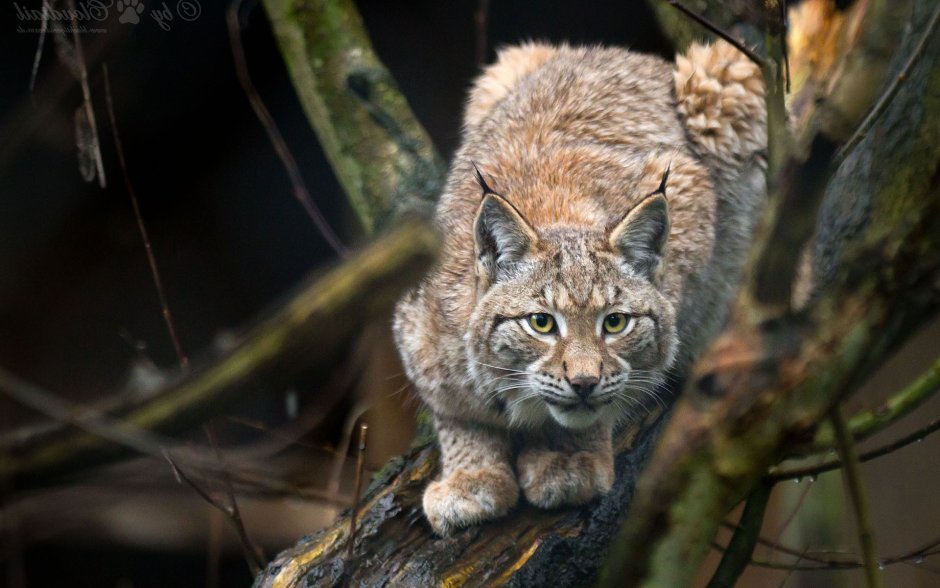 Туркестанская Рысь Кыргызстан