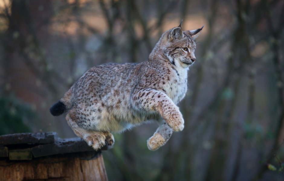 Длиннохвостая Рысь