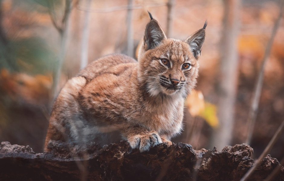 Рысь Хвалынск