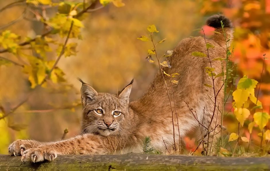 Осень лес Рысь