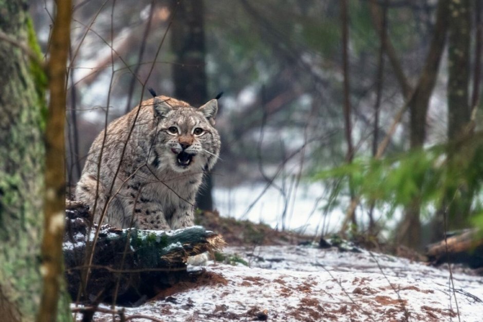 Сочинский национальный парк Рысь