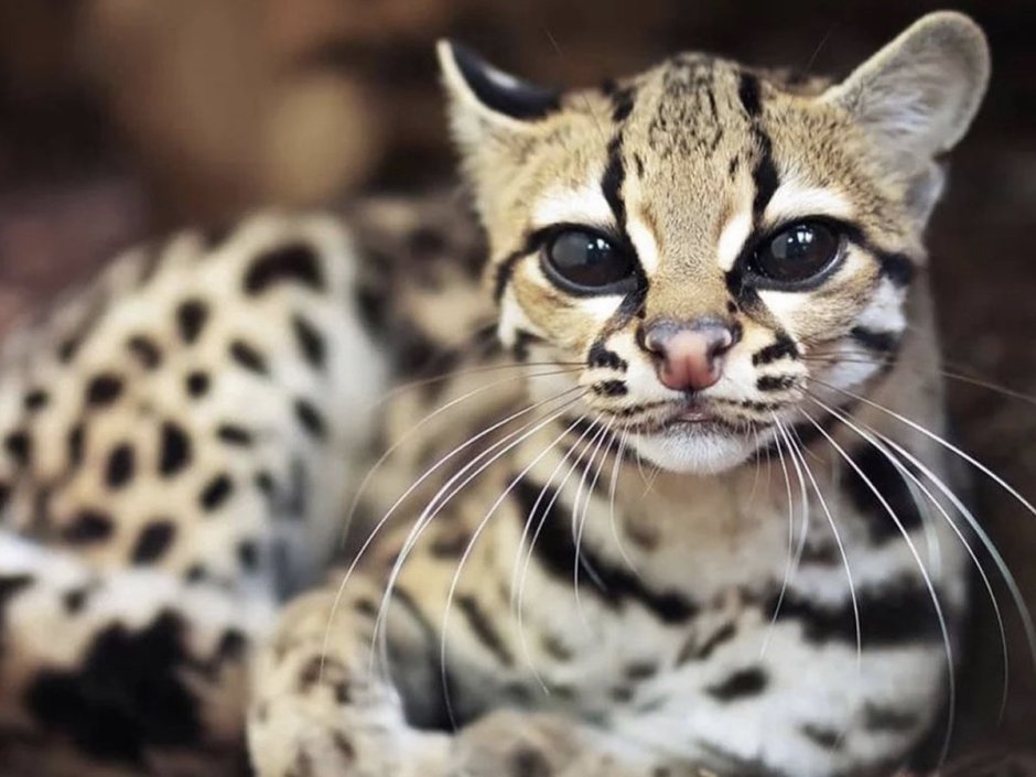 Длиннохвостая рысь