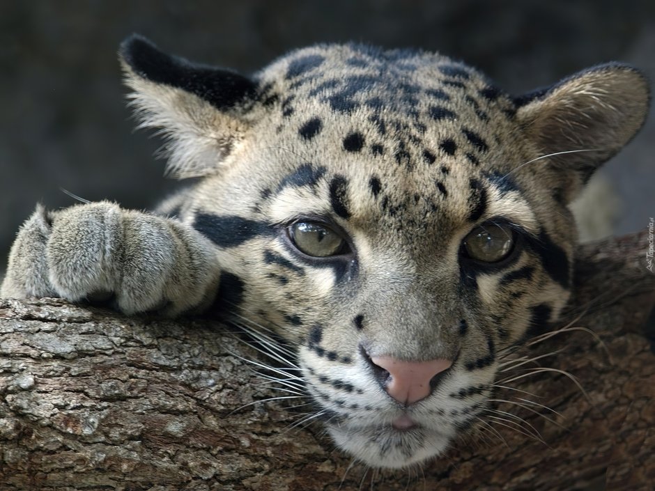 Дымчатый леопард в профиль