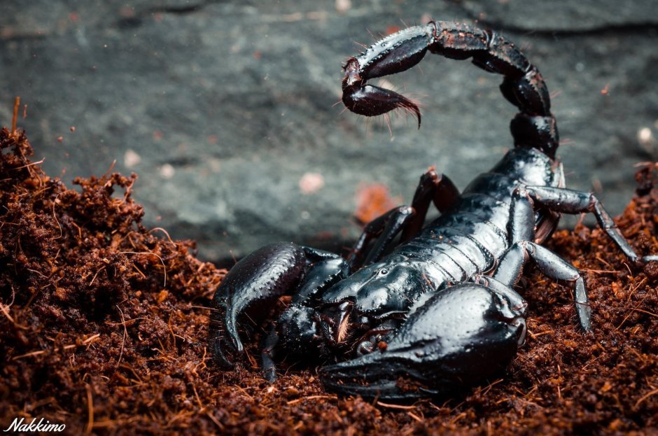 Скорпион Heterometrus cyaneus