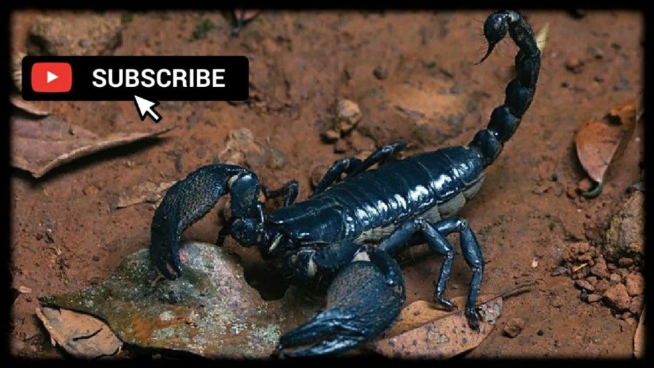 Heterometrus cyaneus