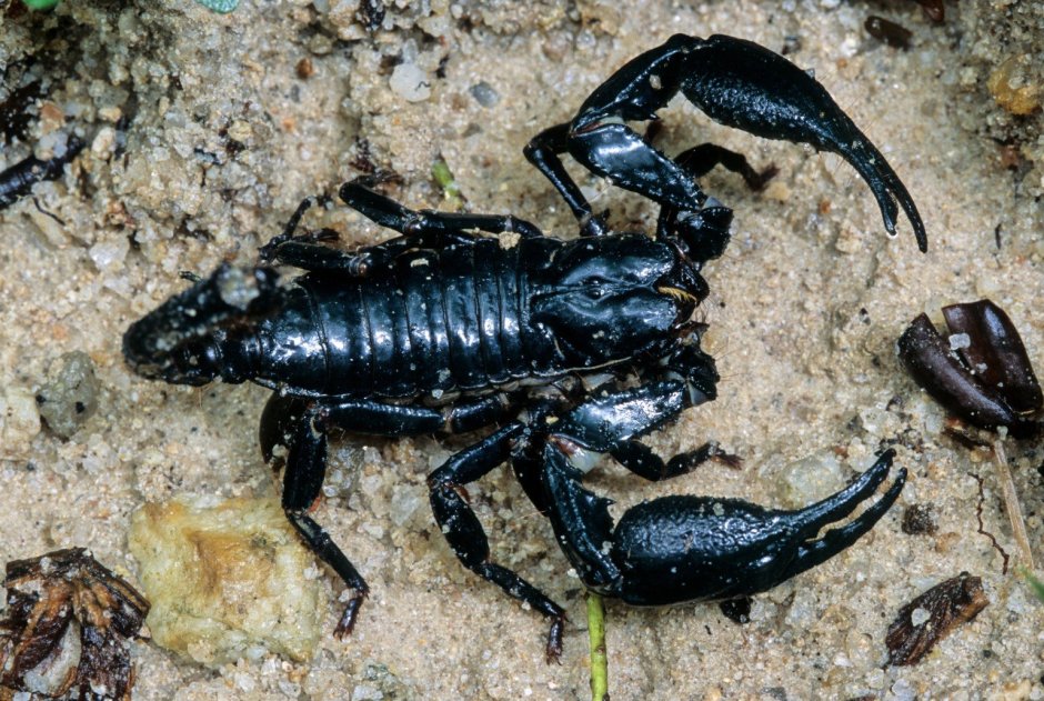 Королевский Императорский Скорпион