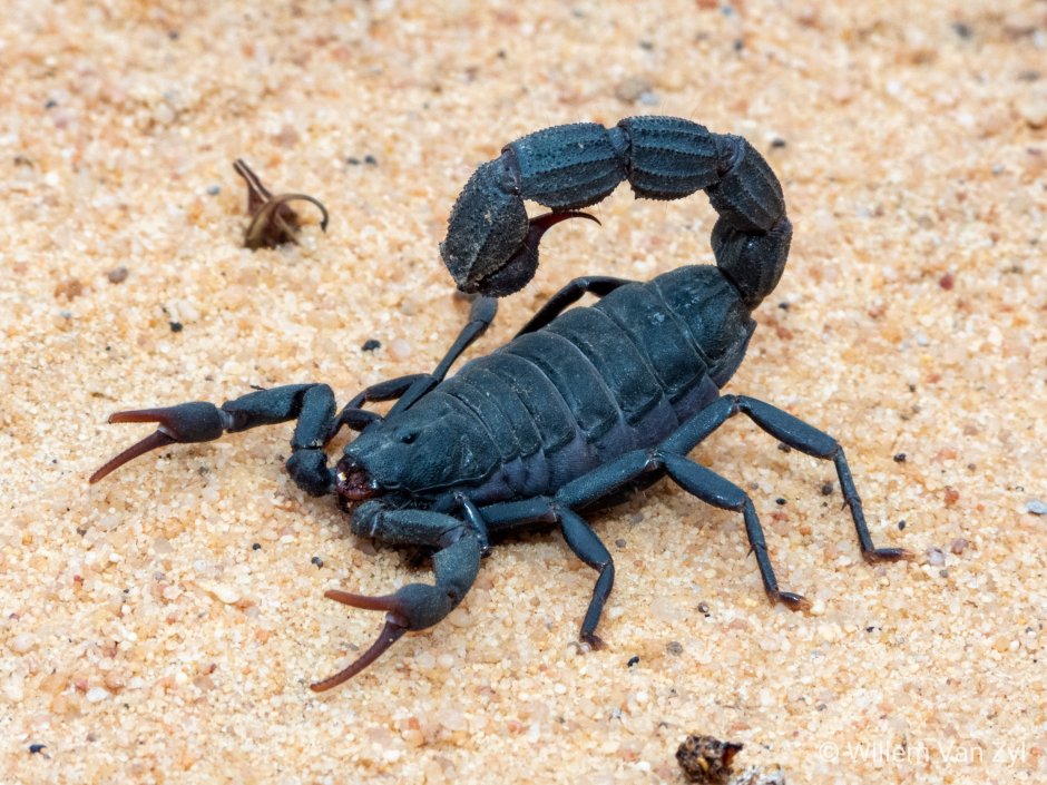 Скорпион Parabuthus