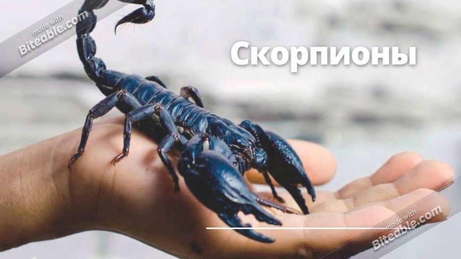 Пандинус Император