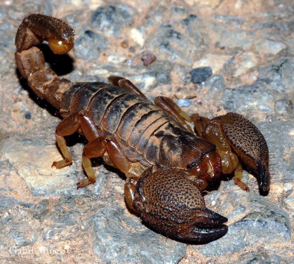 Скорпион Scorpio Maurus