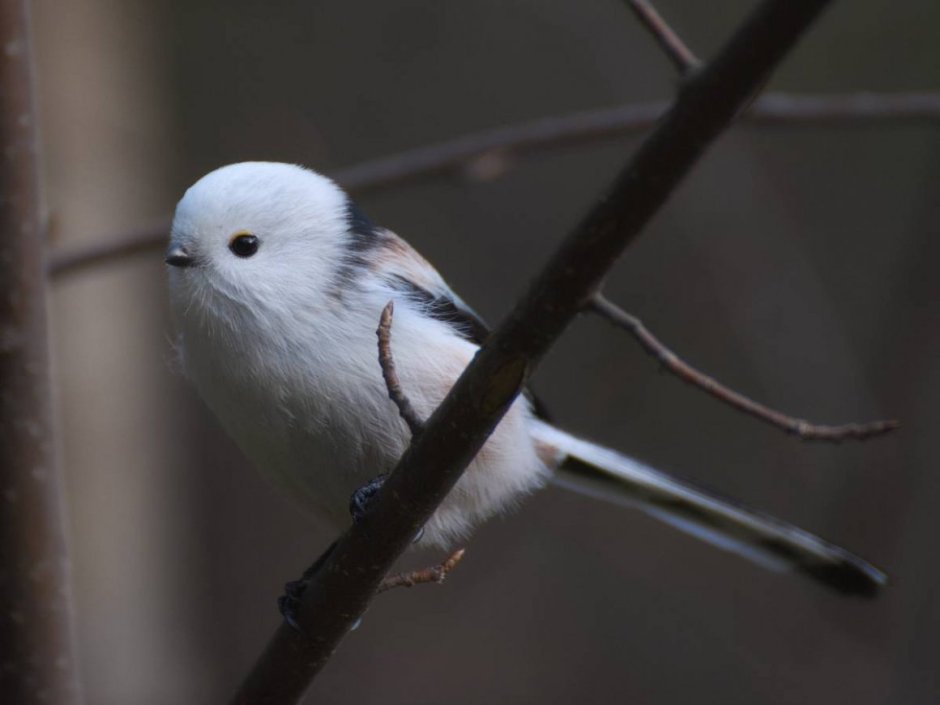 Длиннохвостая синица Aegithalos caudatus