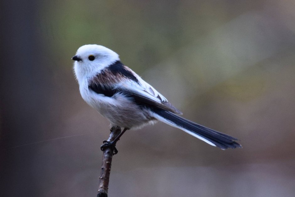 Синица длиннохвостая, или ополовник (Aegithalos caudatus)