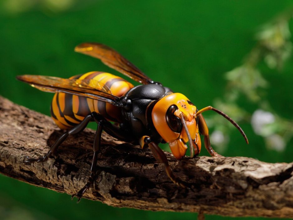 Revoltech revogeo Vespa mandarinia (Asian giant Hornet)
