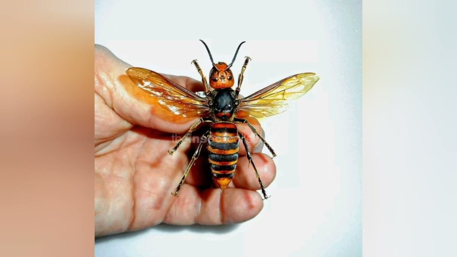 Vespa mandarinia Шершень