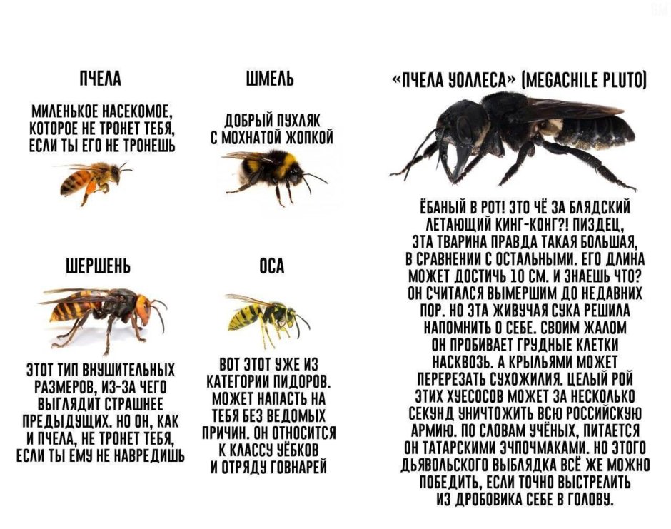 Пчела Уоллеса и Шершень