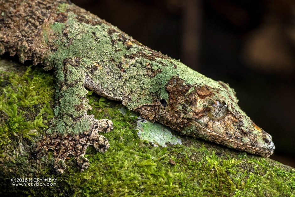 Uroplatus sikorae
