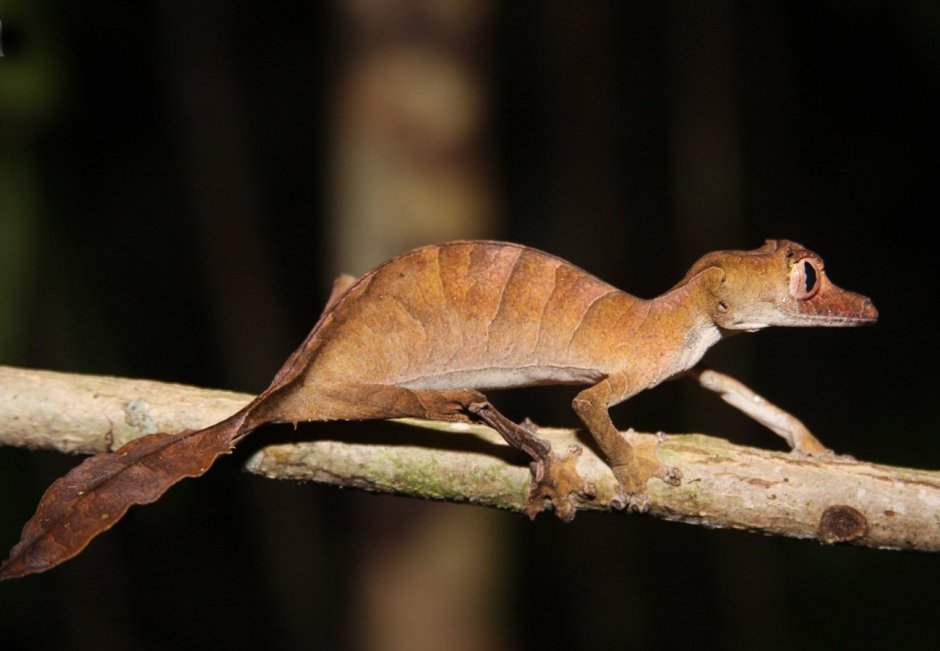 Uroplatus Finaritra