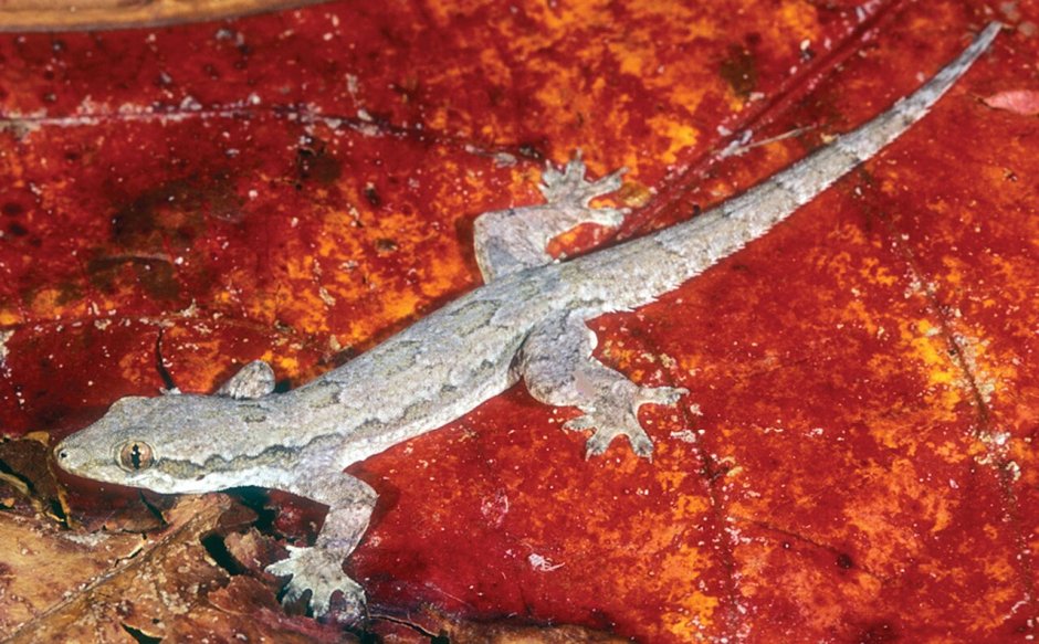 Геккон Hemidactylus platyurus