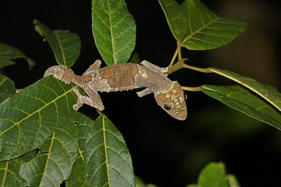 Uroplatus sikorae