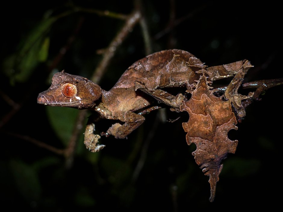 Uroplatus phantasticus морфы