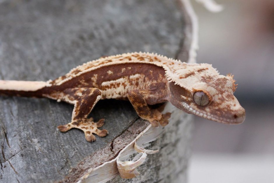 Lizard with Crown