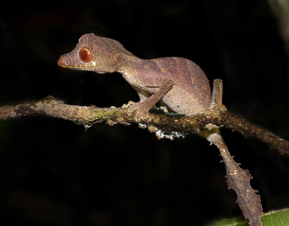 Uroplatus phantasticus