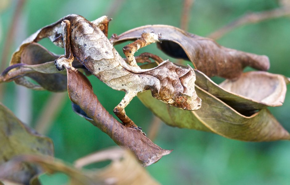 Листохвостый геккон Uroplatus phantasticus
