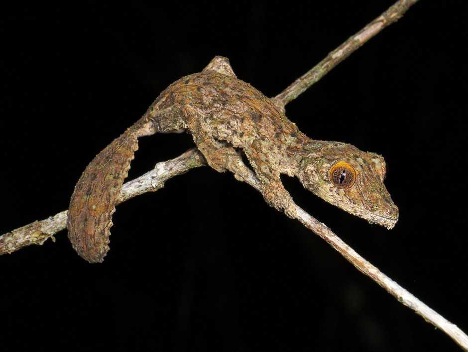 Uroplatus sikorae