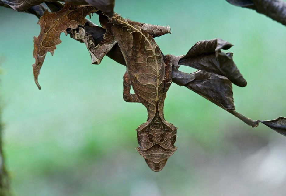 Uroplatus phantasticus