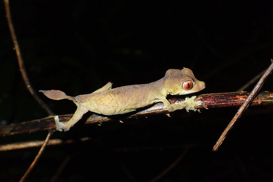 Uroplatus ebenaui