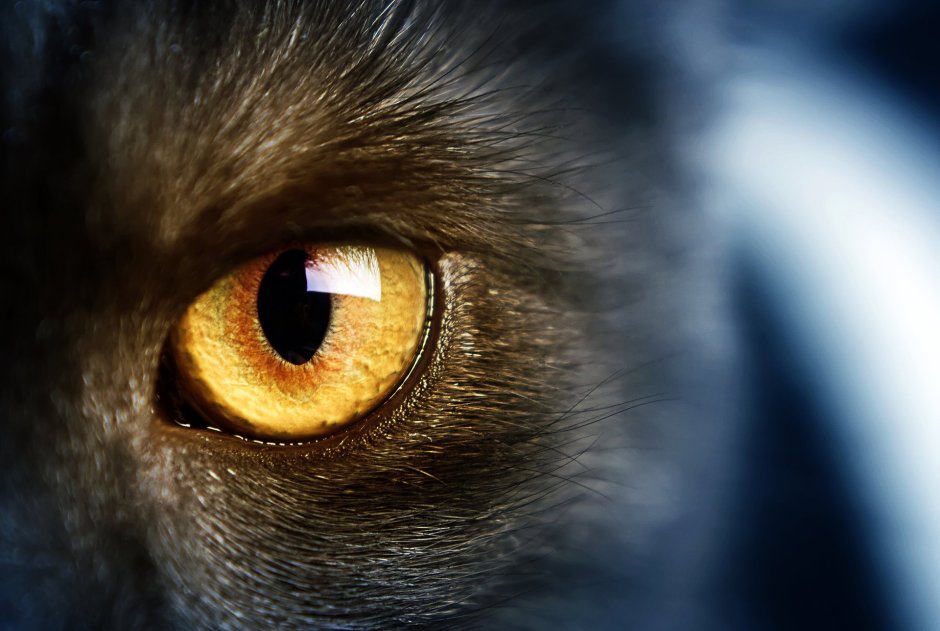 Кошачий глаз Cat's Eye (1985)