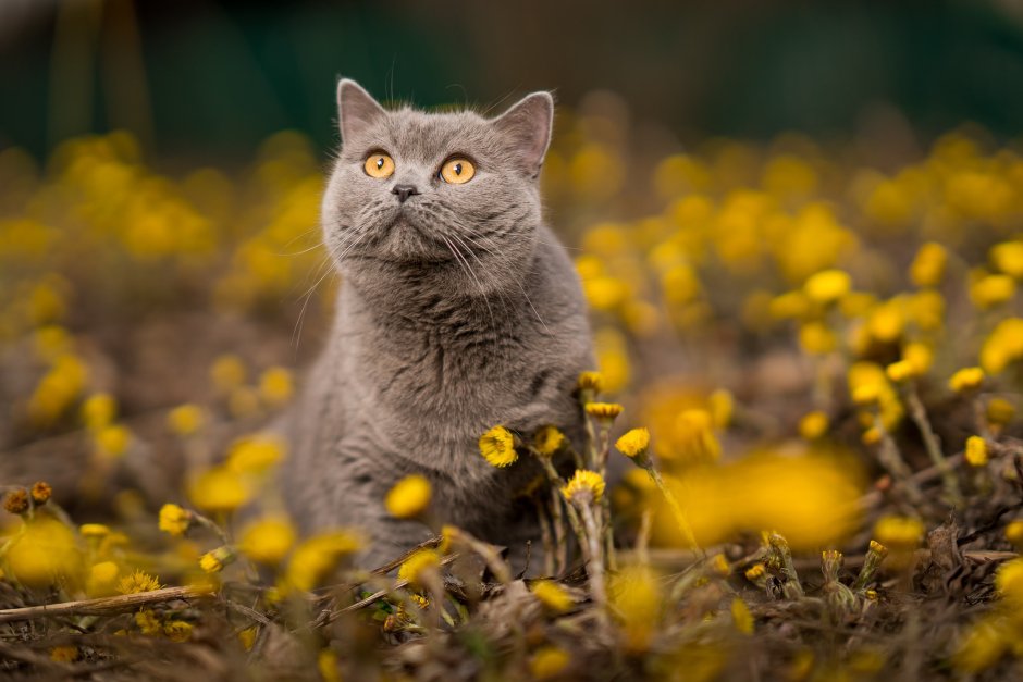 Кошка на природе