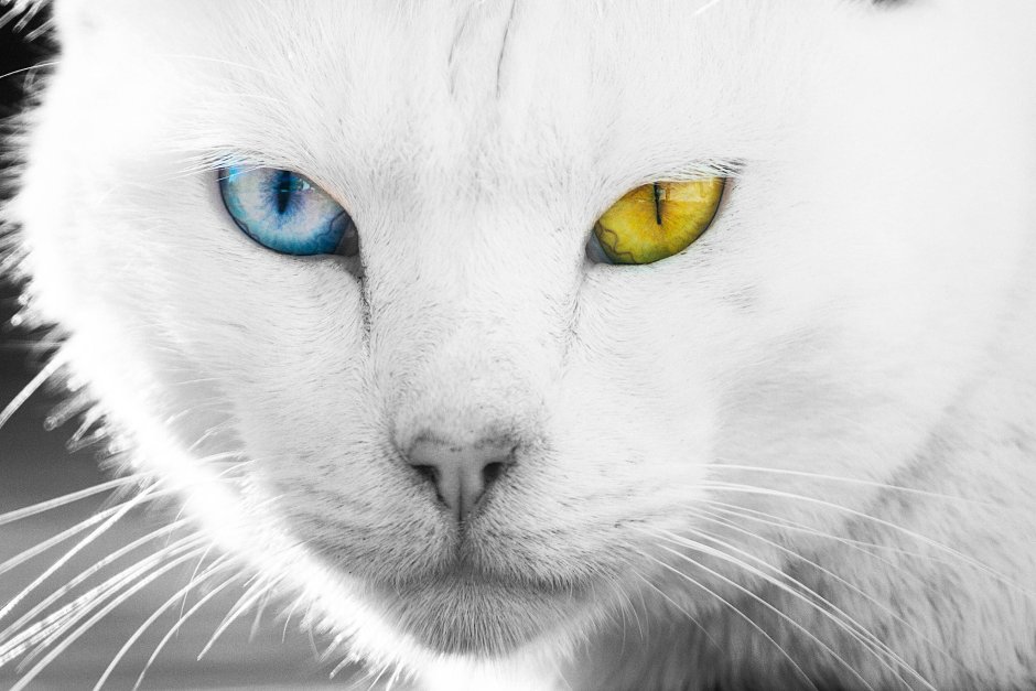 Кот гетерохромия