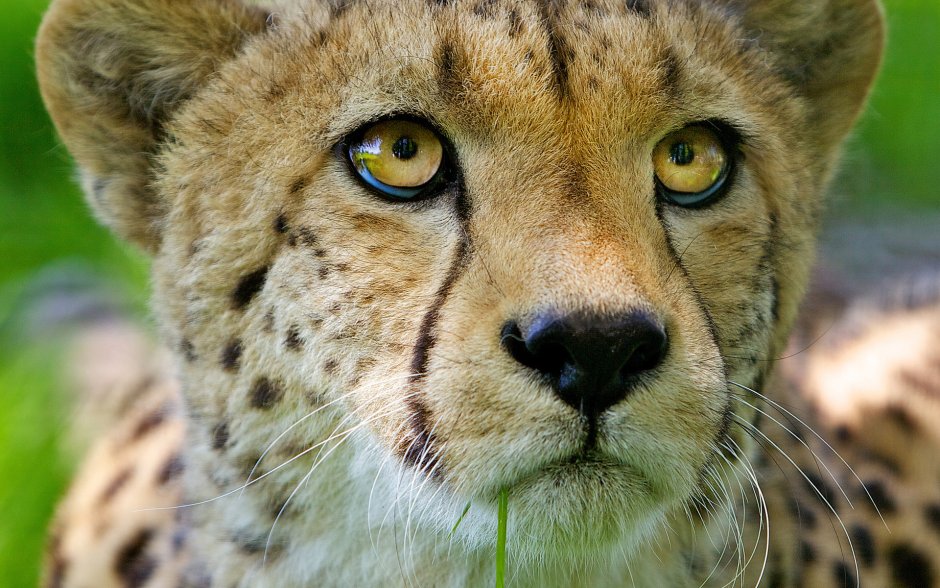 Is the fastest animal in the World.