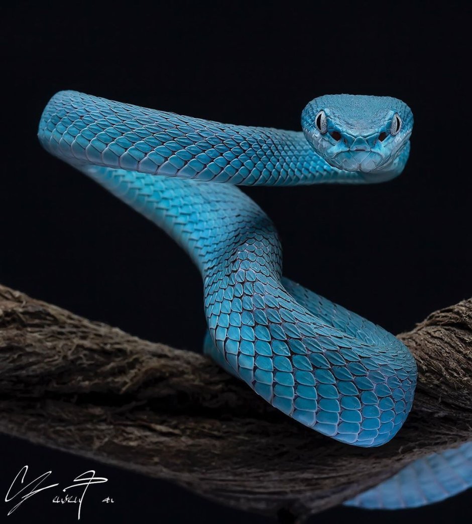 White-lipped Viper