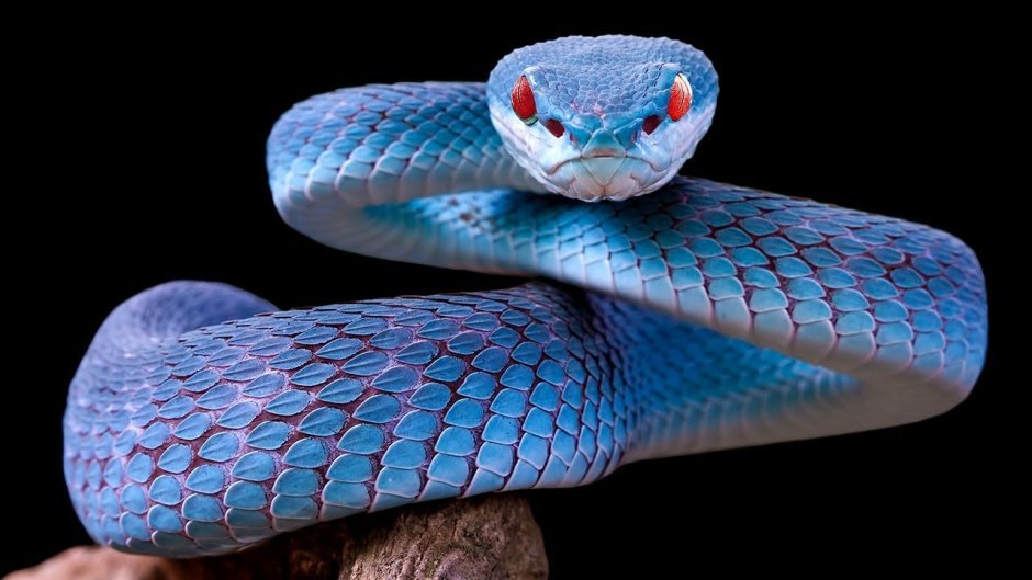 T. insularis
