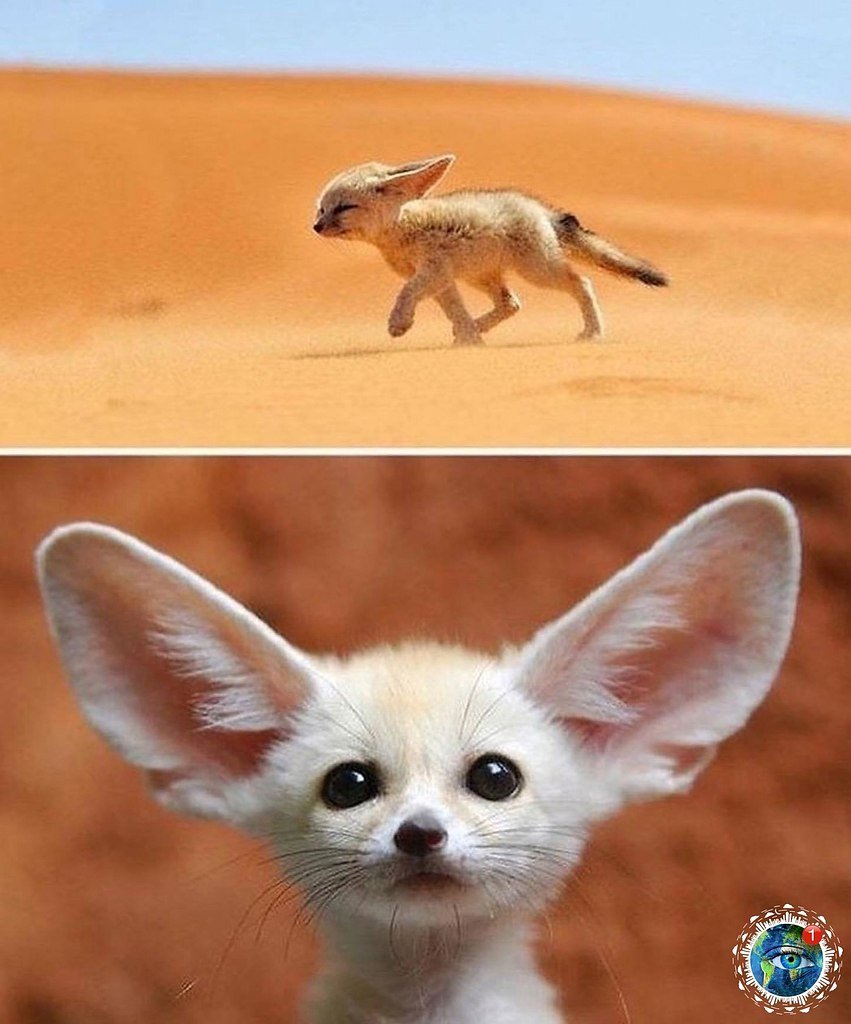 Фенек или фенёк