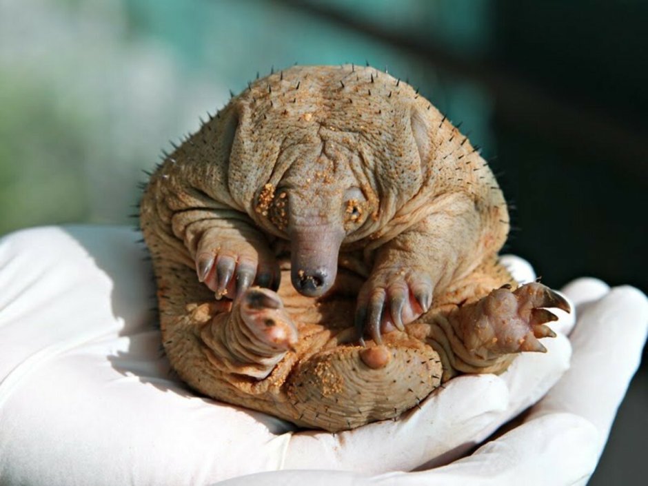 Необыкновенные животные