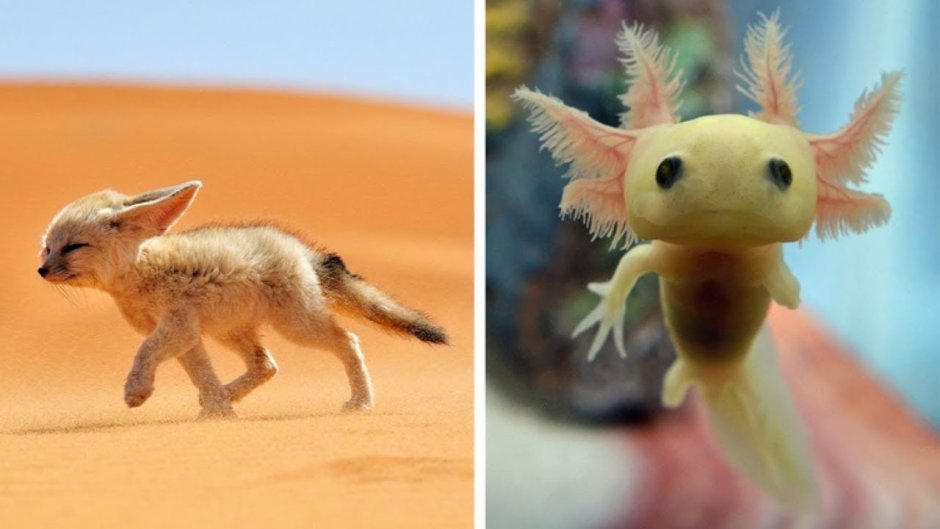 Самых милых существ на земле