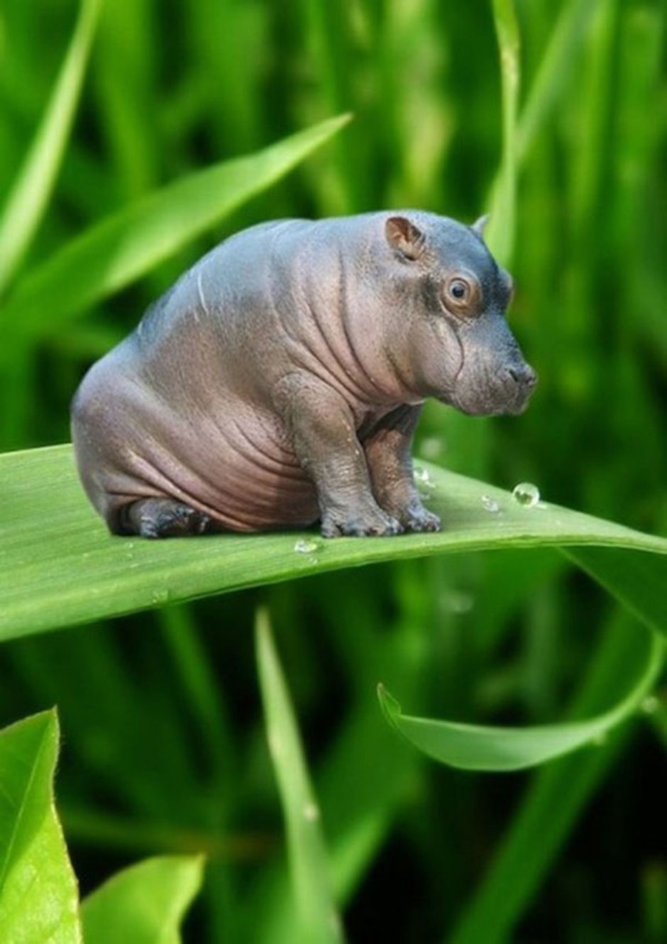 Мадагаскарский карликовый Бегемот