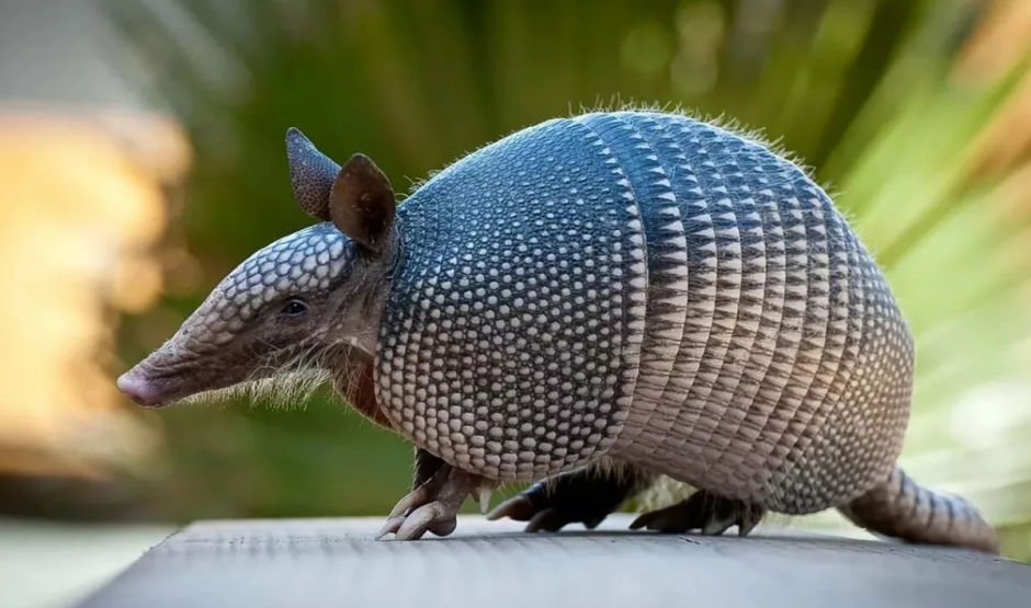Армадилло броненосец