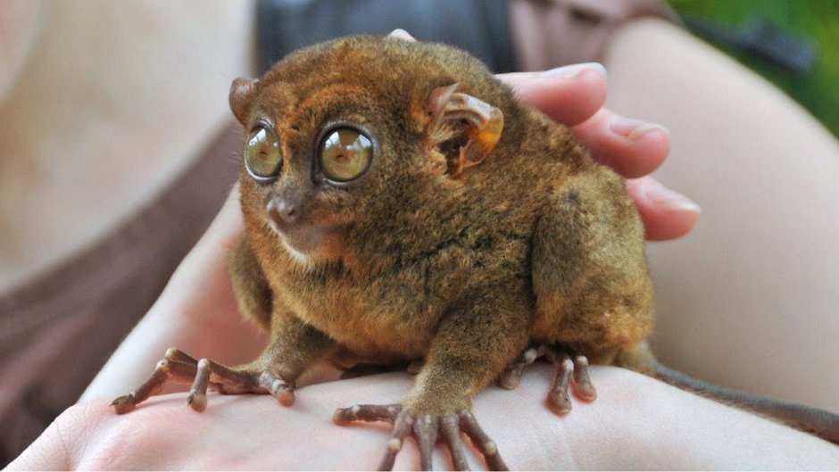 Венесуэльский пуделевый мотылек тутовый шелкопряд