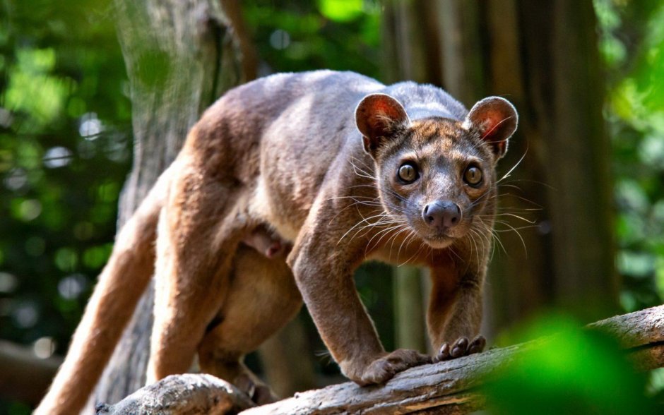 Мадагаскарские фоссы