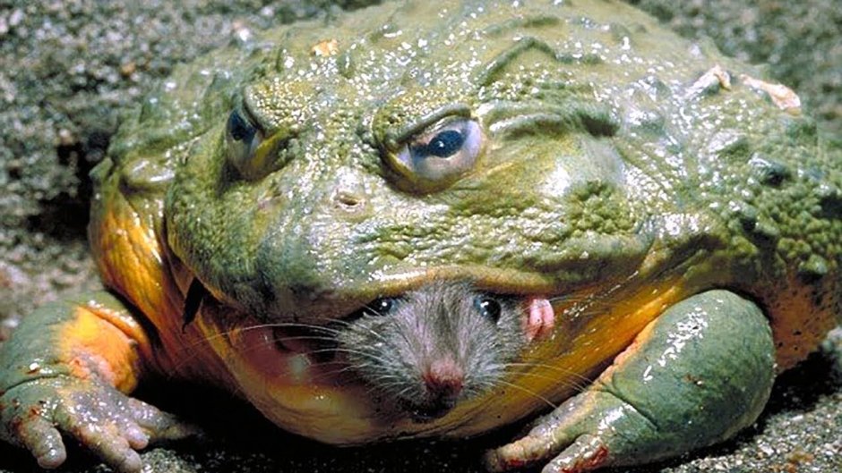 Африканский водонос лягушка